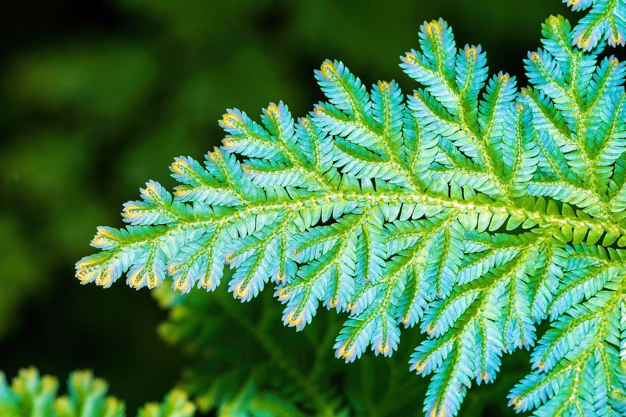 peacock fern, fern, nature, pattern, texture, moss, selaginella wildenowii, iridescent, iridescence, nature design, nature pa