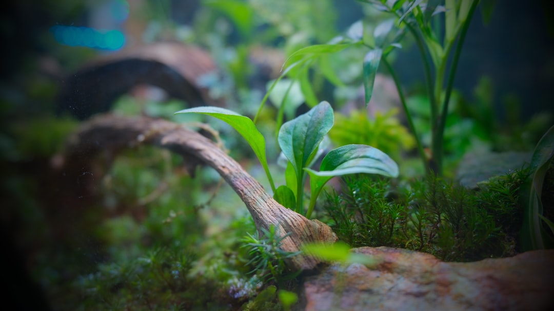 Best Substrate Caps and Cosmetic Sand for Planted Tanks