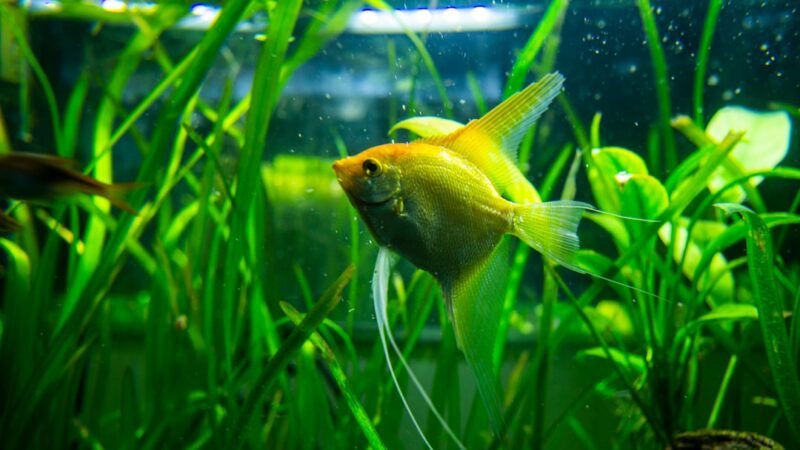 a small yellow fish in a green aquarium