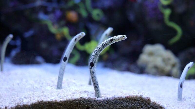 black and white snake on gray rock