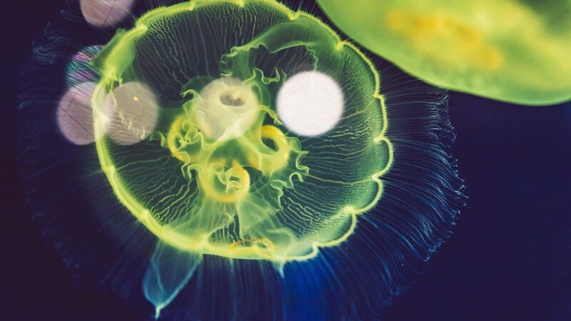 jellyfish, close up, underwater, sea-life, aquarium, nature, ocean, sea