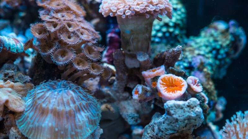 Best Protein Skimmers for Marine Aquariums
