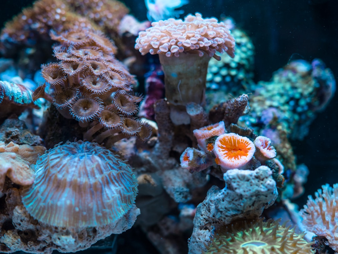 Best Protein Skimmers for Marine Aquariums