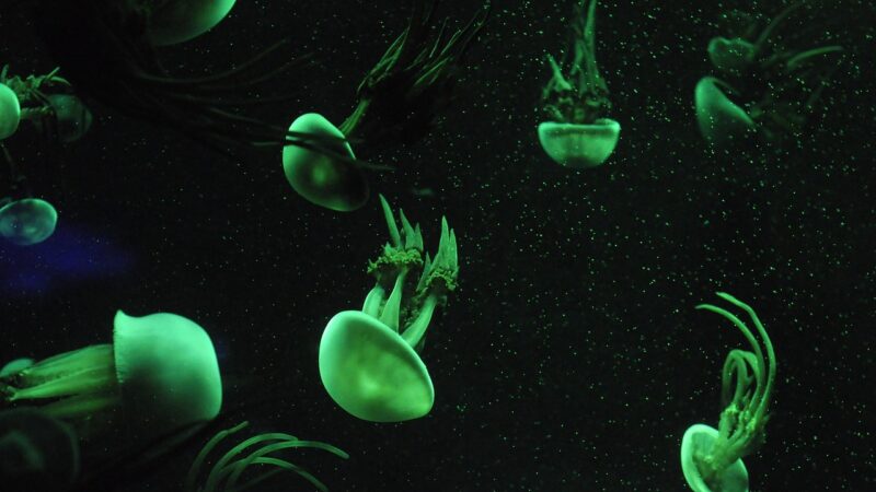 Best Root Tabs for Planted Aquariums