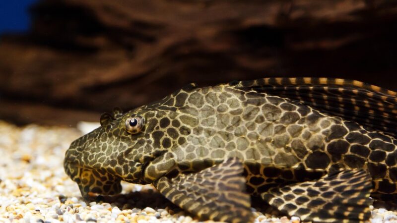 aquarium, bottom, brown, sucker, catfish, cleaner, creature, eye, fish, nature, ground, spot, swim, tank, underwater, water,