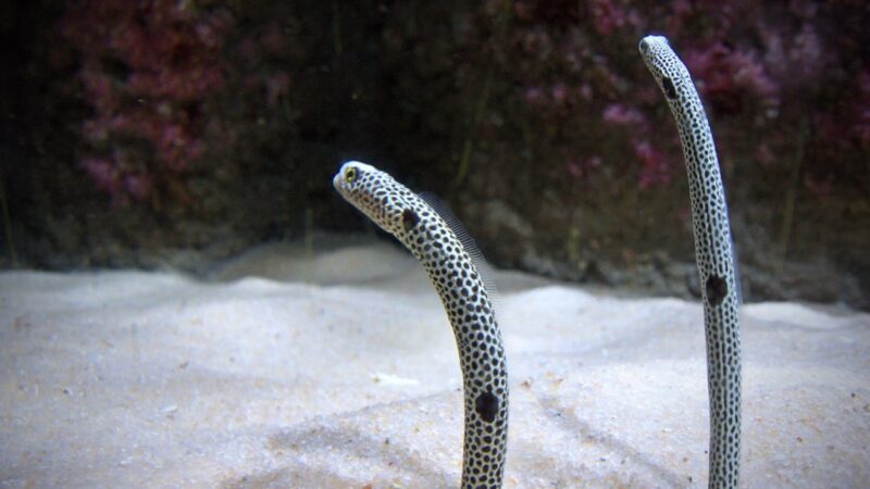 Best Sand Leveller Tools for Aquascaping