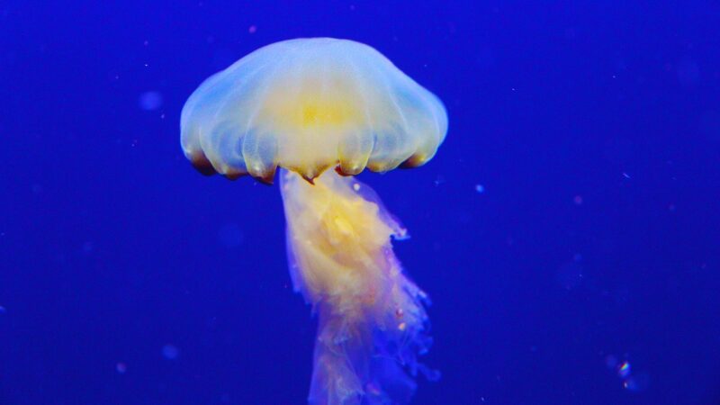 aquarium shops singapore — featured image for best aquarium shops singapore guide