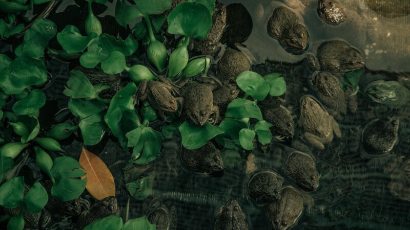 frog, pond, reflect, nature, free background, country, wallpaper hd, mac wallpaper, laptop wallpaper, macro, full hd wallpape