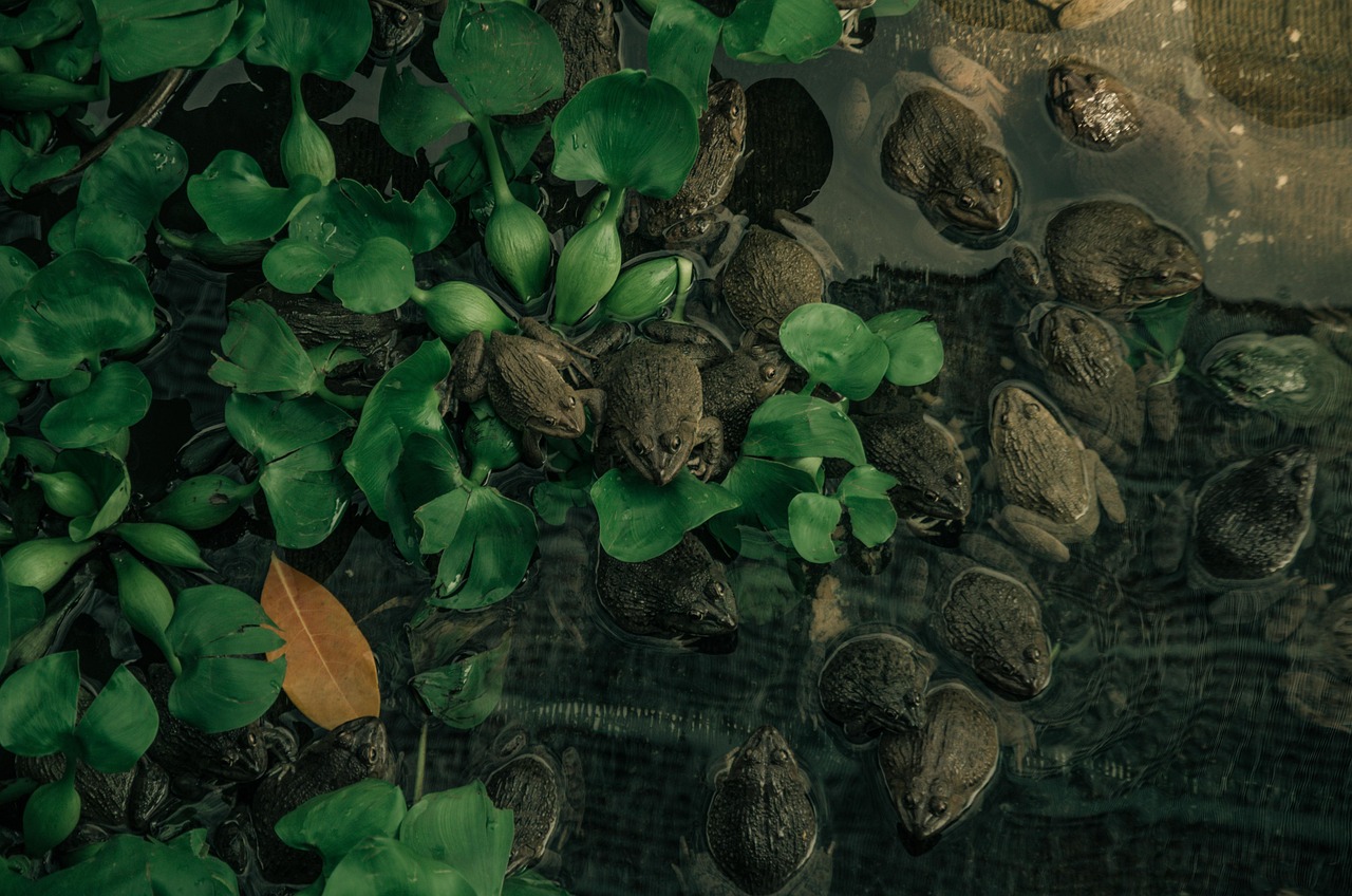 frog, pond, reflect, nature, free background, country, wallpaper hd, mac wallpaper, laptop wallpaper, macro, full hd wallpape