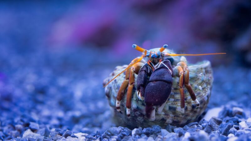 Best Substrates for Planted Aquariums