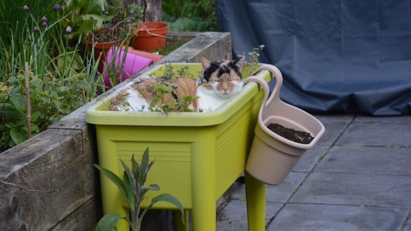 brown tabby cat on white plastic container