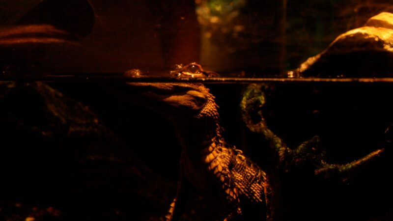 Best Undergravel Filters for Aquariums