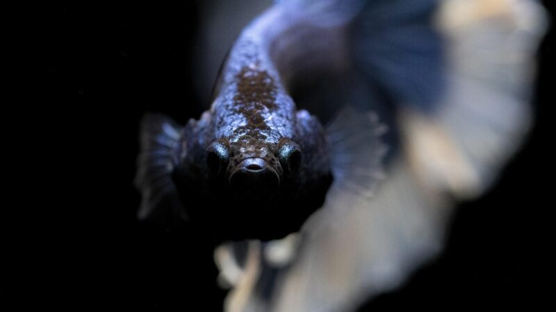 betta, splendens, aquarium, fish, tropical, exotic, aquatic, underwater, animal, nature, fin, water, siamese, fighting, color