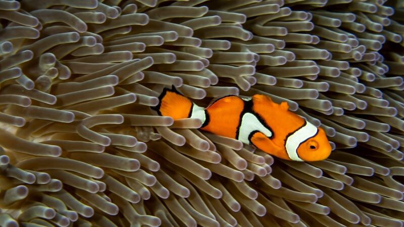 fish, coral, underwater, reef, nature, sea, ocean, water, marine, diving, closeup