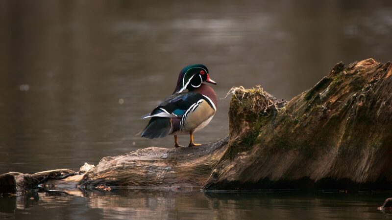Best Driftwood for Aquascaping