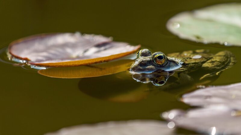 frog, eyes, pond, amphibians, nature, green, water, up close, reflection, water reflection, frog, frog, frog, frog, frog, pon