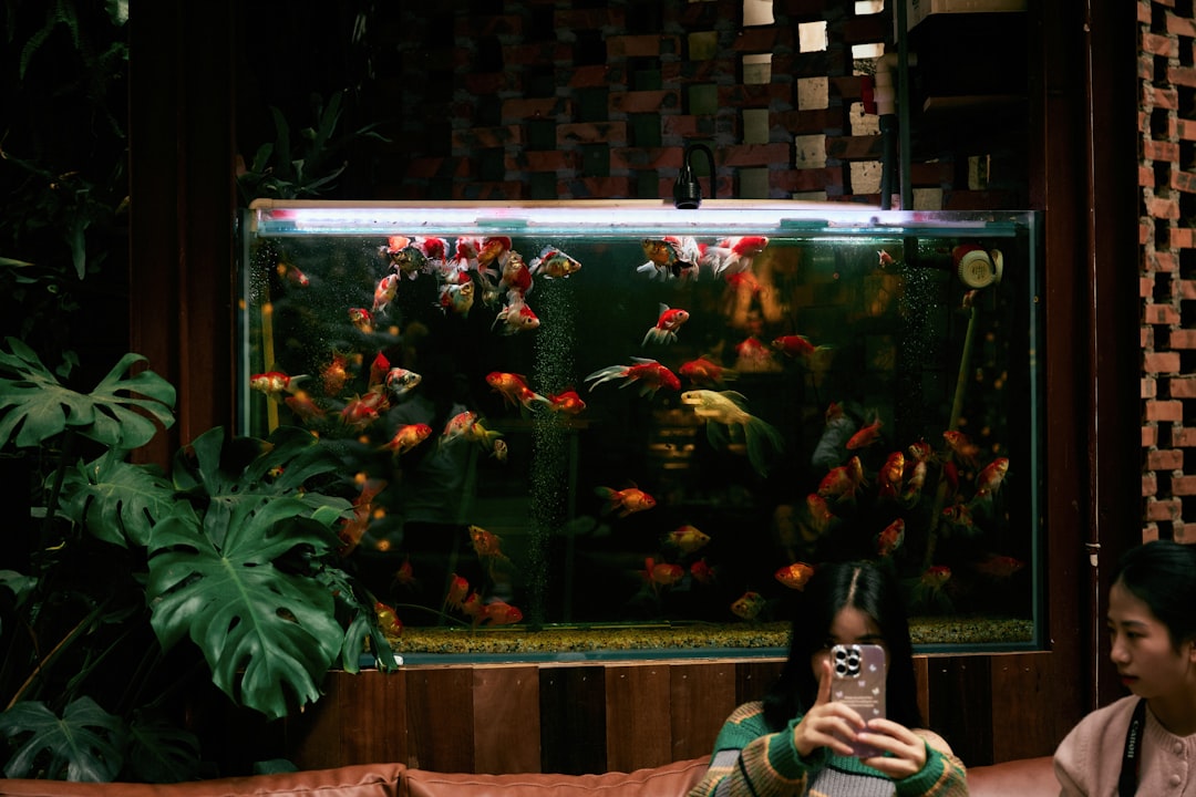 Best Fish Food for Aquariums