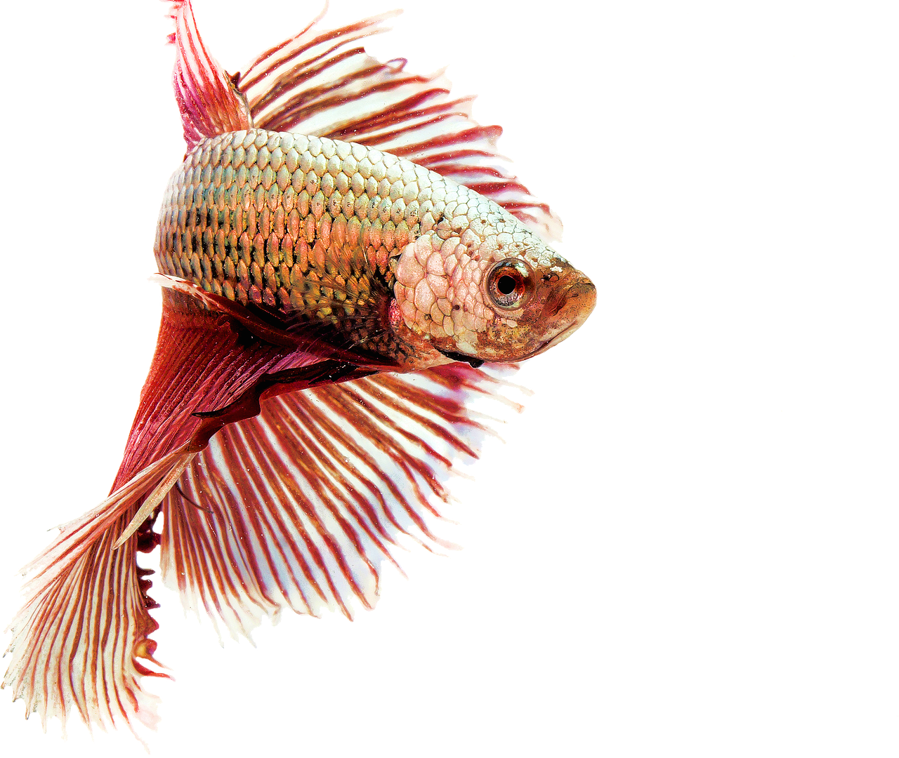 isolated, fighting fish, red, freshwater, animals, nature, aquarium