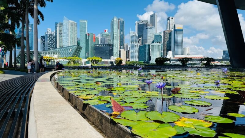 Best Fish for a Balcony Pond in Singapore