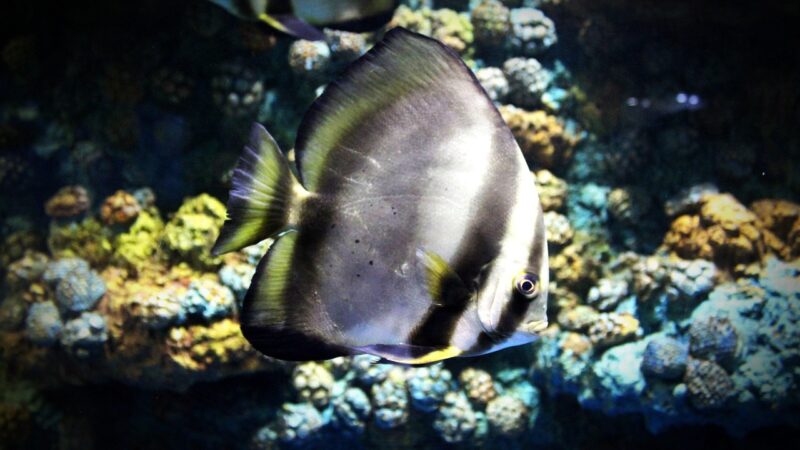 fish travel aquarium fish — featured image for best fish for beginners who travel