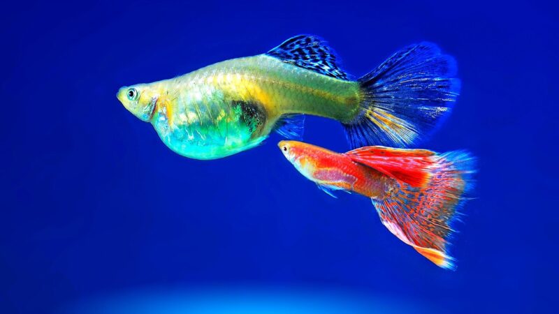 best fish aquarium fish — featured image for best fish for children first aquarium