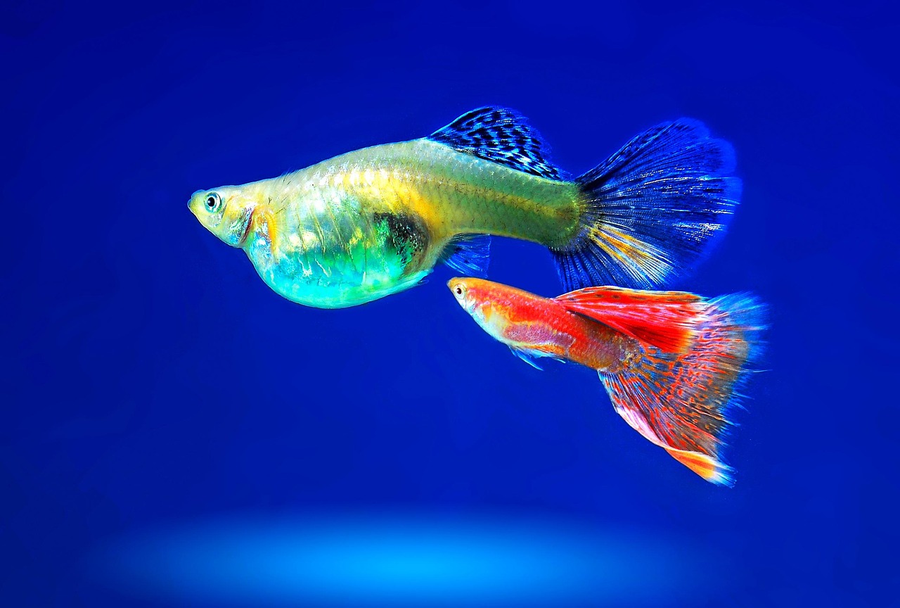 best fish aquarium fish — featured image for best fish for children first aquarium