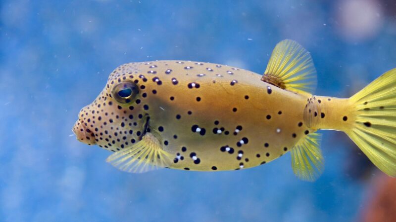 fish river themed aquarium — featured image for best fish for river themed aquarium