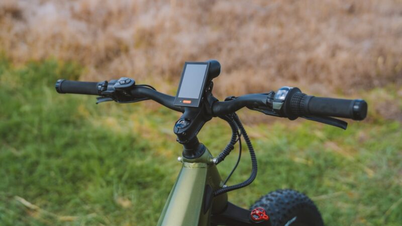 Best Fish for a Sheltered Outdoor Tank in Singapore