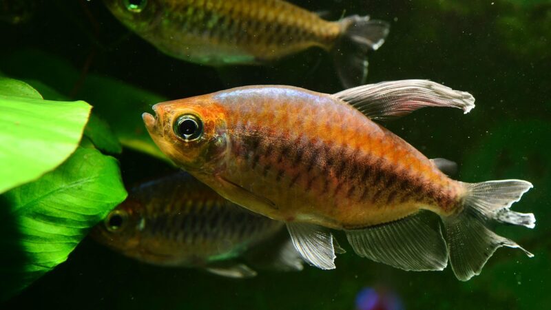 tetra, nature, aquarium, fish, fish tank, pet