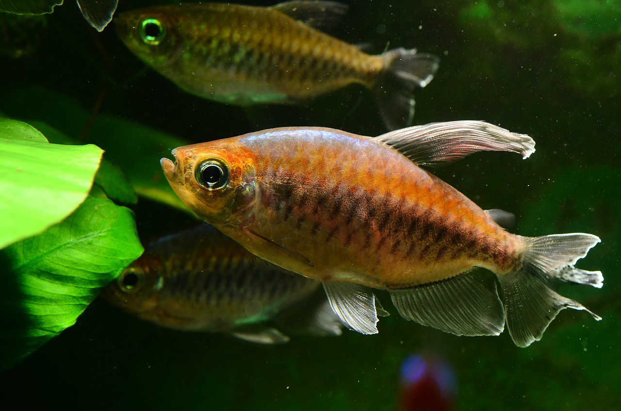 tetra, nature, aquarium, fish, fish tank, pet