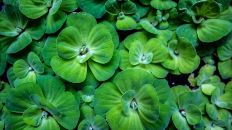 Best Floating Aquarium Plants: Benefits, Species and Care