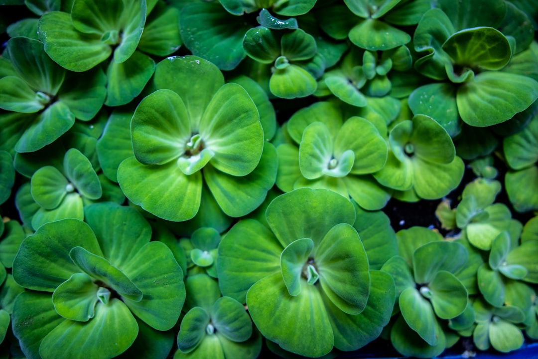 Best Floating Aquarium Plants: Benefits, Species and Care