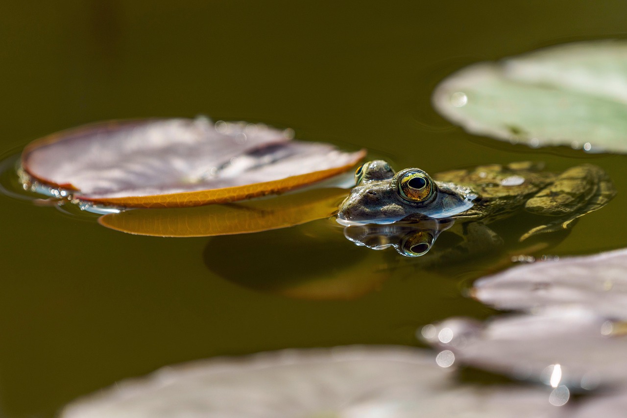 frog, eyes, pond, amphibians, nature, green, water, up close, reflection, water reflection, frog, frog, frog, frog, frog, pon