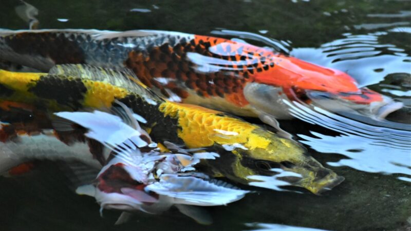 Best Underwater Pond LED Lights: Night Viewing and Ambiance