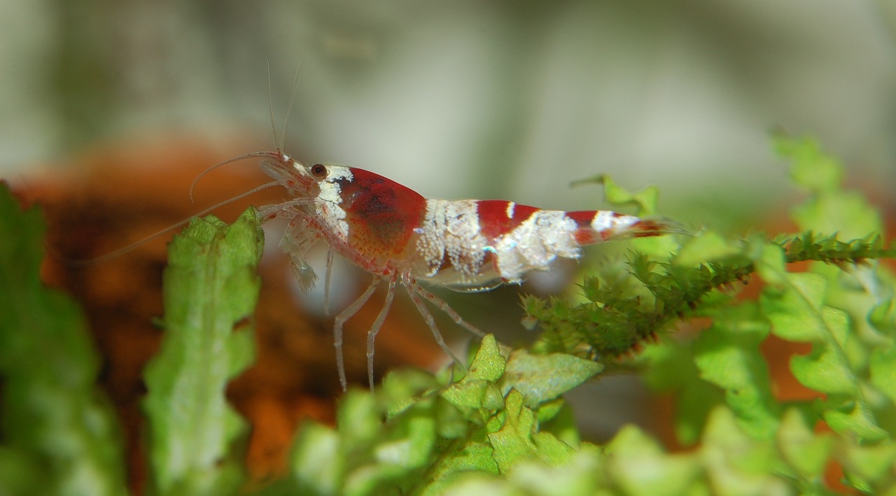 Best Shrimp Tank Substrates Compared: ADA, SL-Aqua and Brightwell
