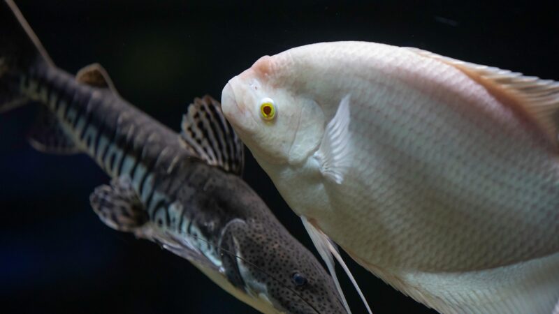 fish, aquarium, nature, fish tank, animal