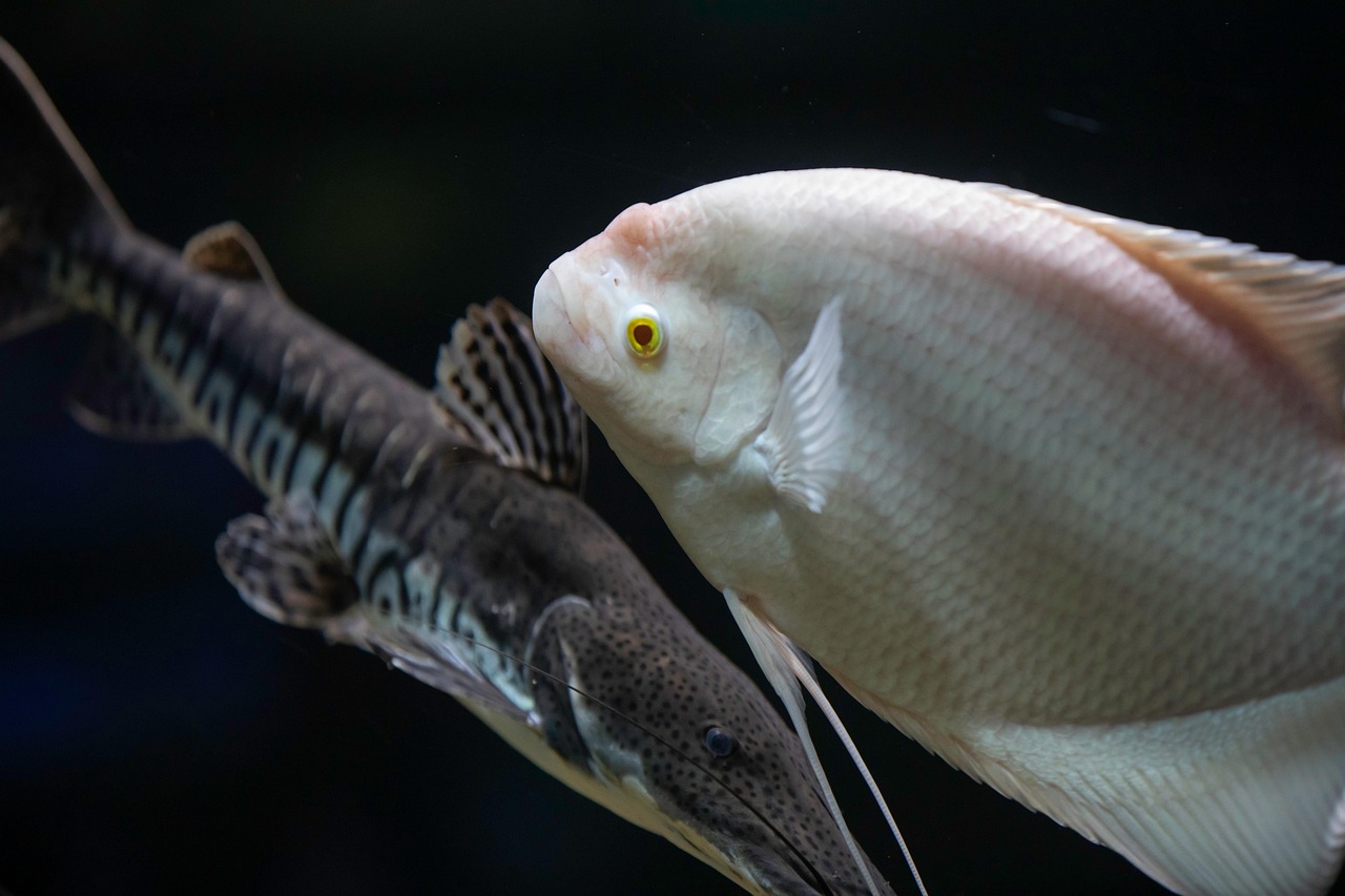 fish, aquarium, nature, fish tank, animal