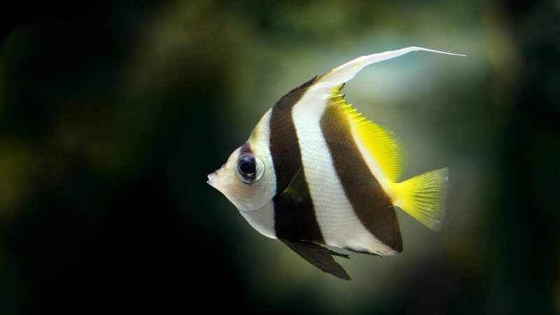 Best Tank Mates for Angelfish: Compatible Community Fish