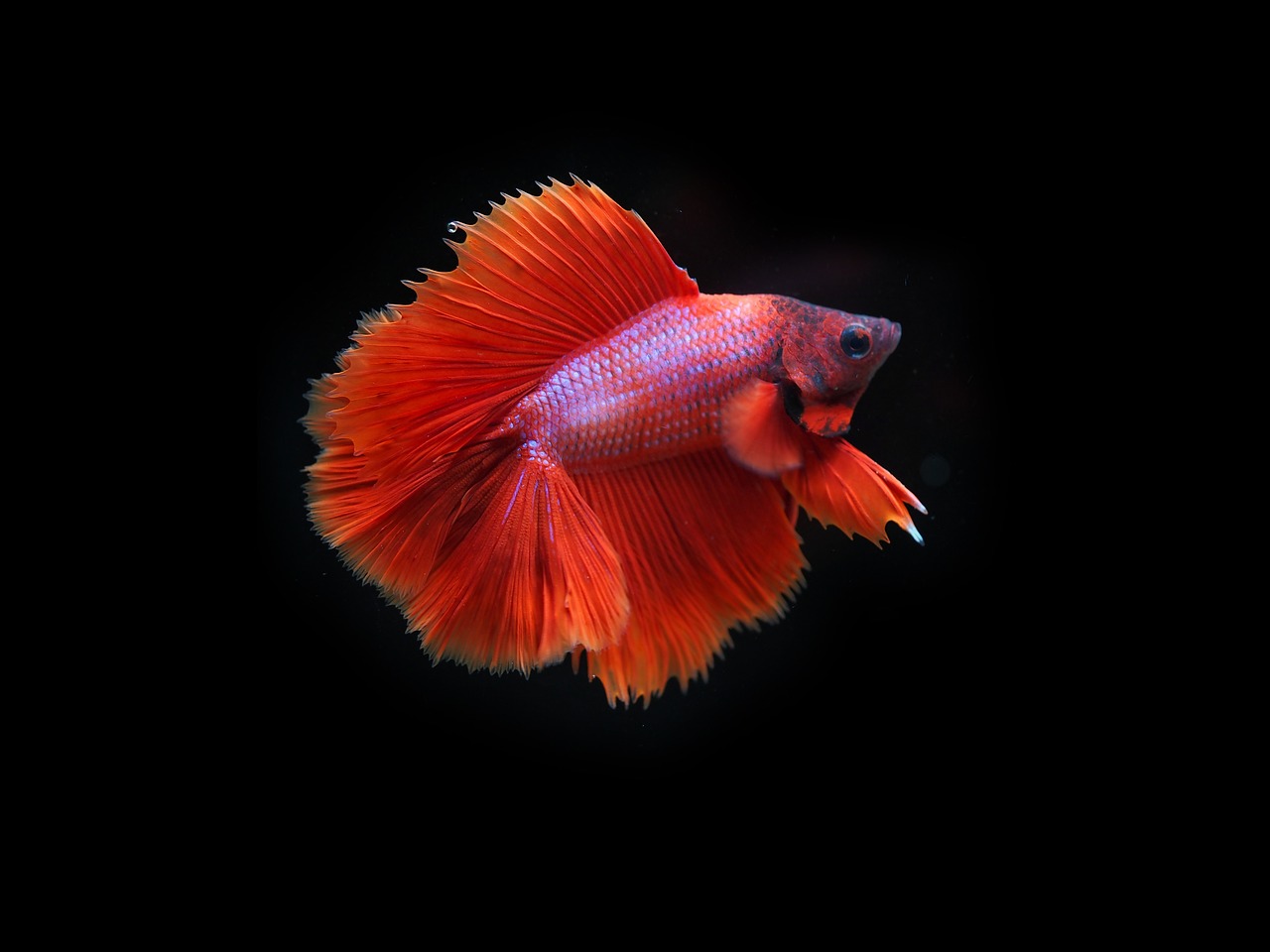 siamese fighting fish, fighting fish, fish, betta fish, nature, betta splendens, aquatic animal, animal, wildlife