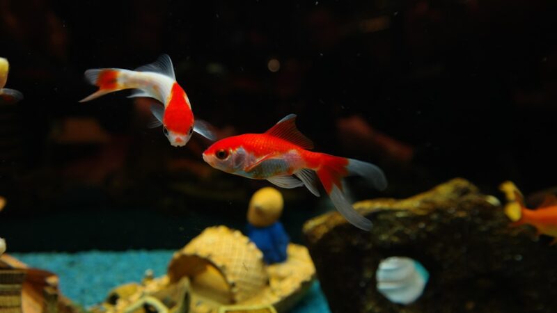 Betta Breeding Complete Guide