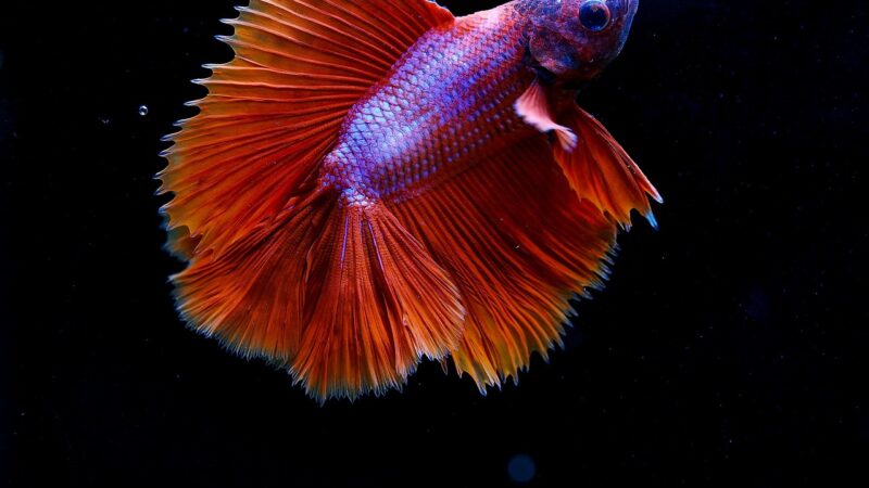 fish, betta fish, animal, scales, aquarium, ornamental fish, nature, swimming, macro, fighting fish, fish thailand, betta spl