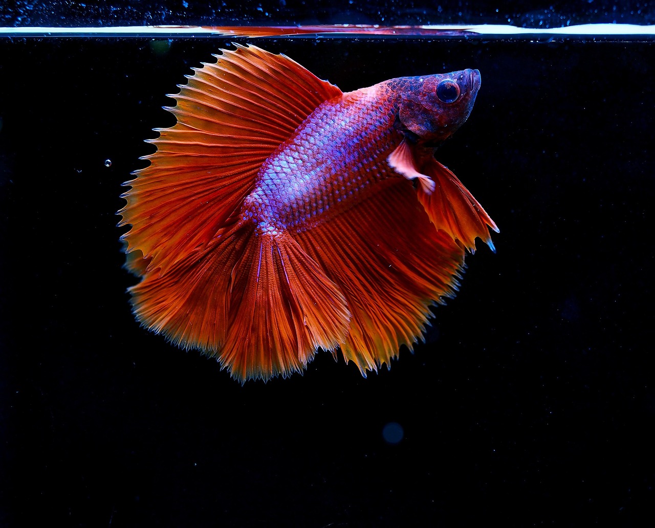 fish, betta fish, animal, scales, aquarium, ornamental fish, nature, swimming, macro, fighting fish, fish thailand, betta spl