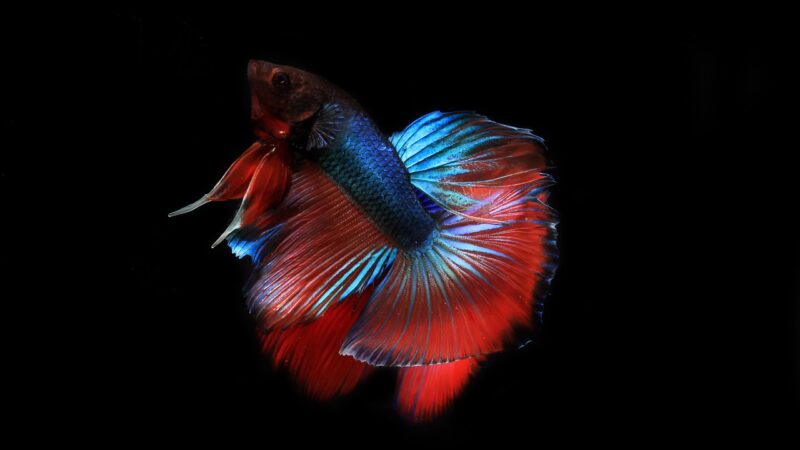 nature, siamese, aquarium, color, animal, tail, betta, pet, fish, beautiful, motion, aquatic, fighting, isolated, beauty, col