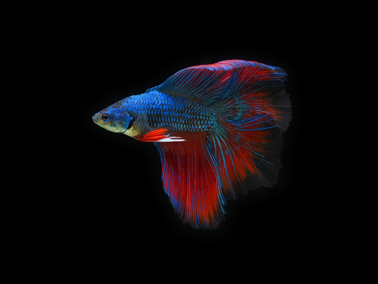 betta fish feeding much aquarium fish — featured image for betta fish feeding guide how much how often