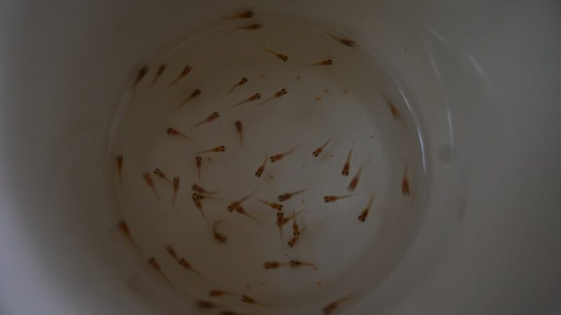 Betta Line Breeding Colour Project: Tracking Generations