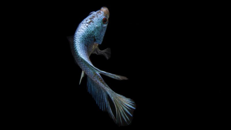 fish, betta fish, blue fish, animal, scales, ornamental fish, nature, swimming, macro, black background, fish, fish, fish, fi