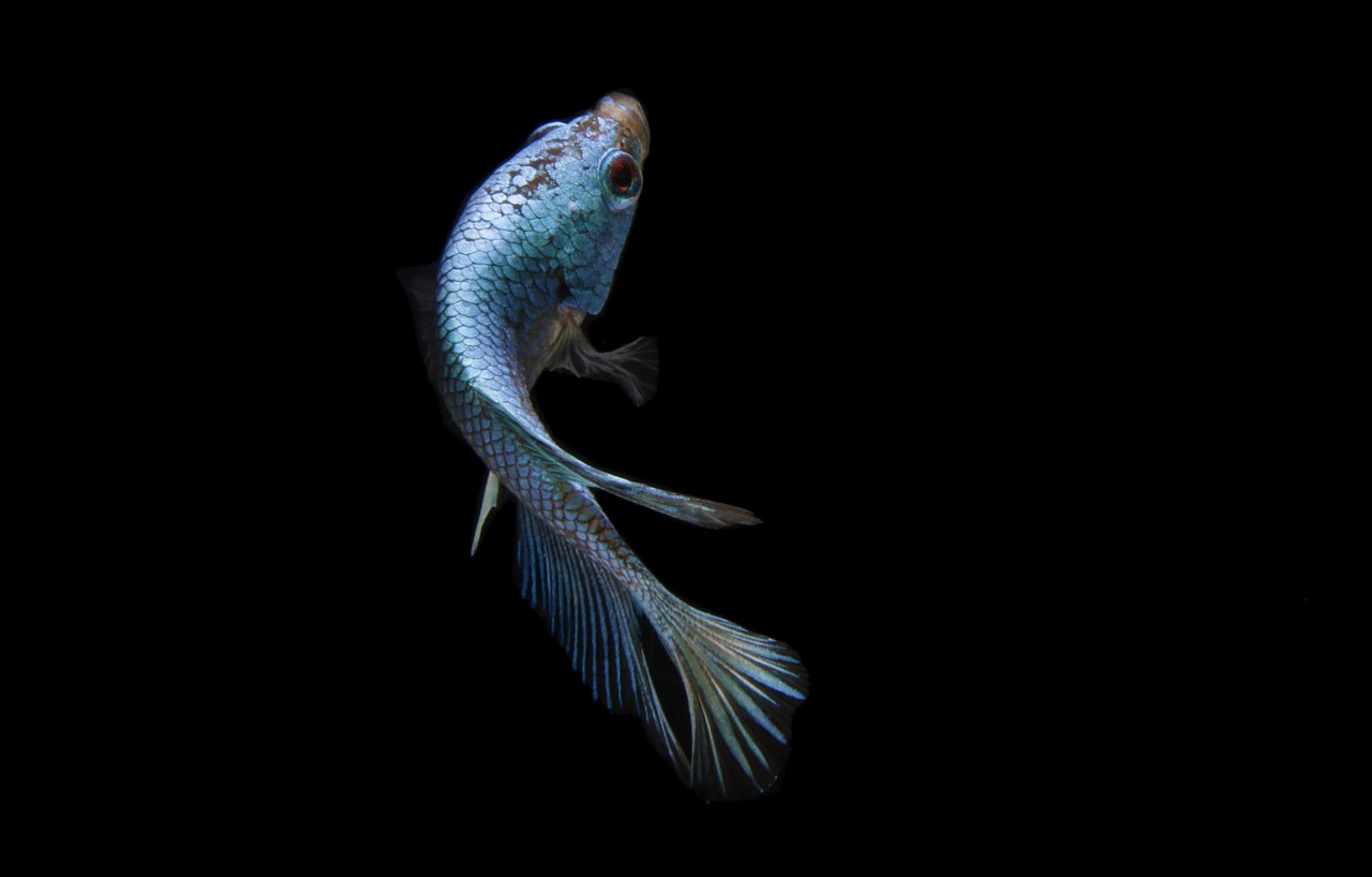 fish, betta fish, blue fish, animal, scales, ornamental fish, nature, swimming, macro, black background, fish, fish, fish, fi