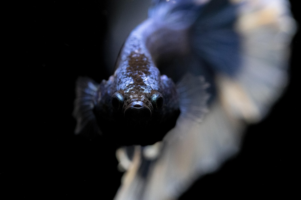 betta, splendens, aquarium, fish, tropical, exotic, aquatic, underwater, animal, nature, fin, water, siamese, fighting, color