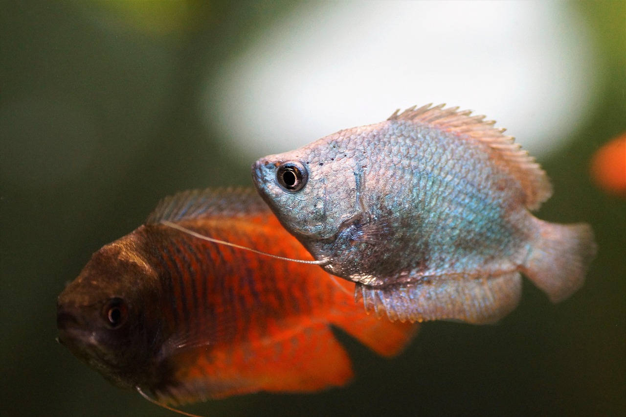 Betta vs Gourami