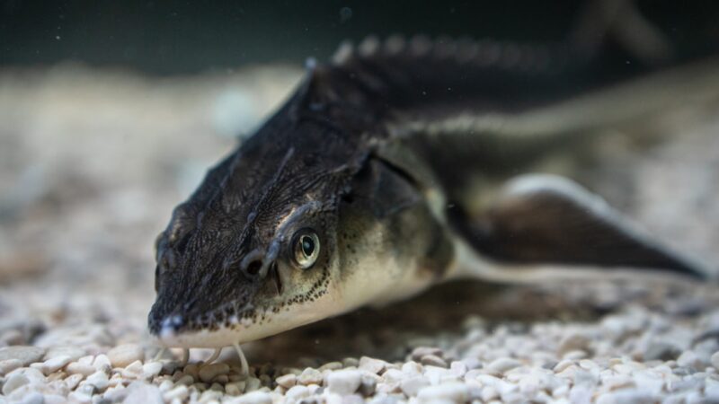 Bichir Care Guide: Ancient Predators With Prehistoric Charm